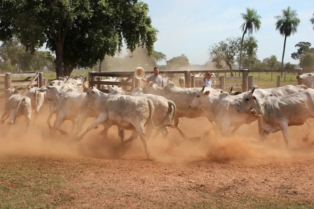 3. Cattle Running in Circles for Hours (Image Credits: Unsplash)