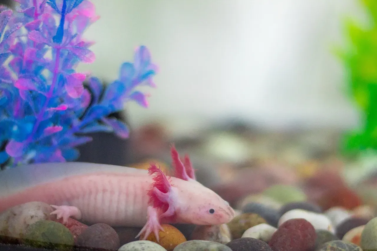 Axolotl (Image Credits: Pixabay)
