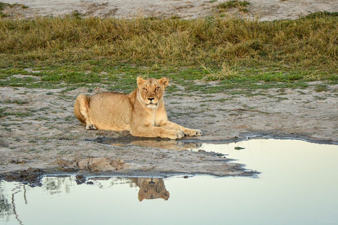 Predators Under Pressure (Image Credits: Unsplash)