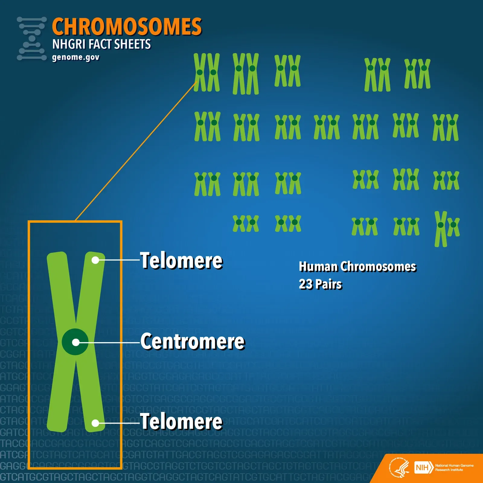 Telomeres: The Fraying Shoelaces of Your Genome (NHGRI Fact Sheet: Chromosomes, CC BY 2.0)