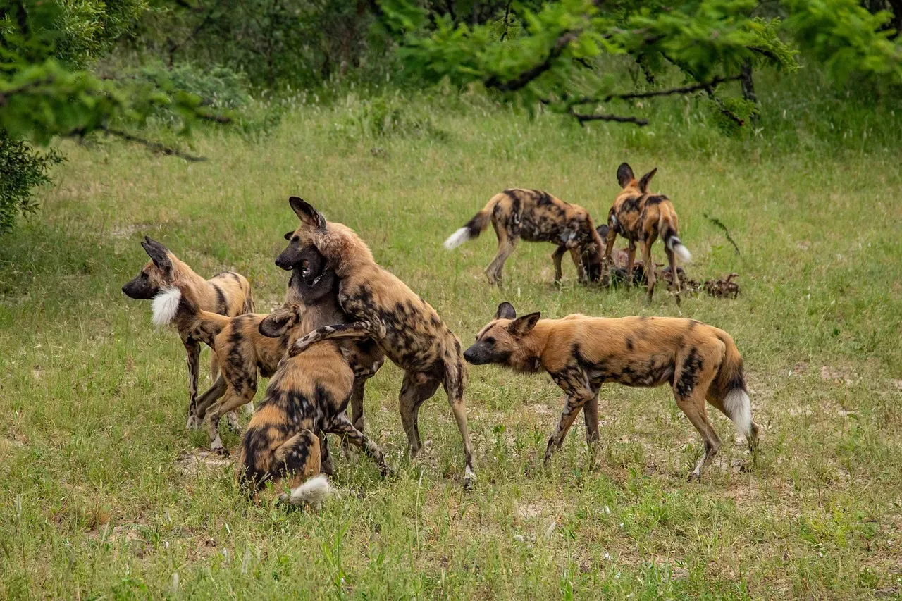 1. African Wild Dogs: Marathon Hunters With Perfect Teamwork (Image Credits: Pixabay)