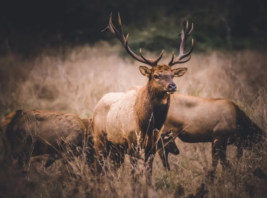 Capricorn: The Elk - A Lesson in Endurance, Status, and Responsibility (Image Credits: Unsplash)