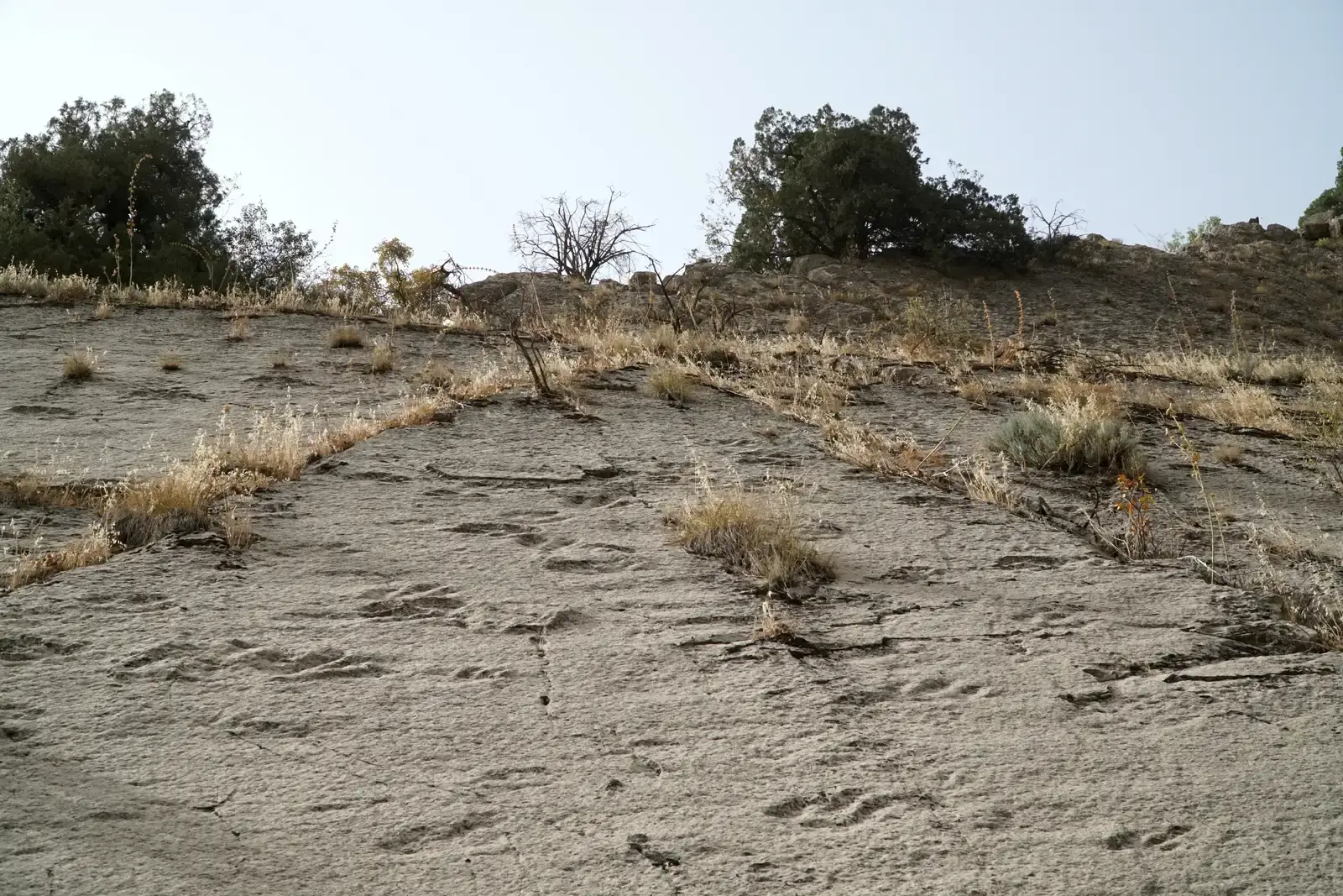 What These Herds Teach You About Dinosaurs as Living Animals (By Adam Harangozó, CC BY-SA 4.0)