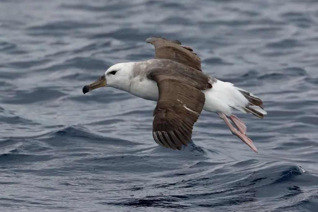 Using the “voice of the sea” to find productive waters (blachswan, Flickr, CC BY 2.0)