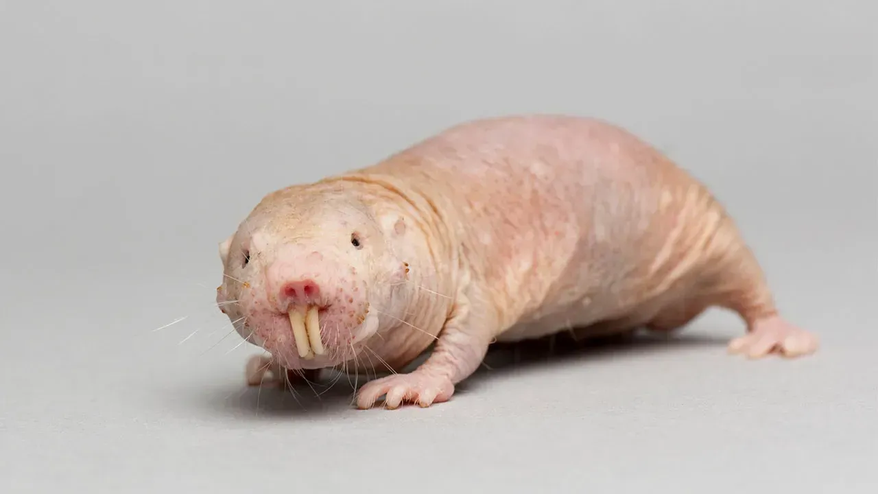 Naked Mole-Rats: Pain-Resistant, Cancer-Defying Underground Dwellers (Image Credits: Wikimedia)