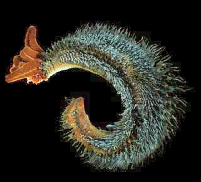 The Pompeii Worm's Living Shield: Heat Resistance via Symbiosis (By National Science Foundation (University of Delaware College of Marine Studies), Public domain)