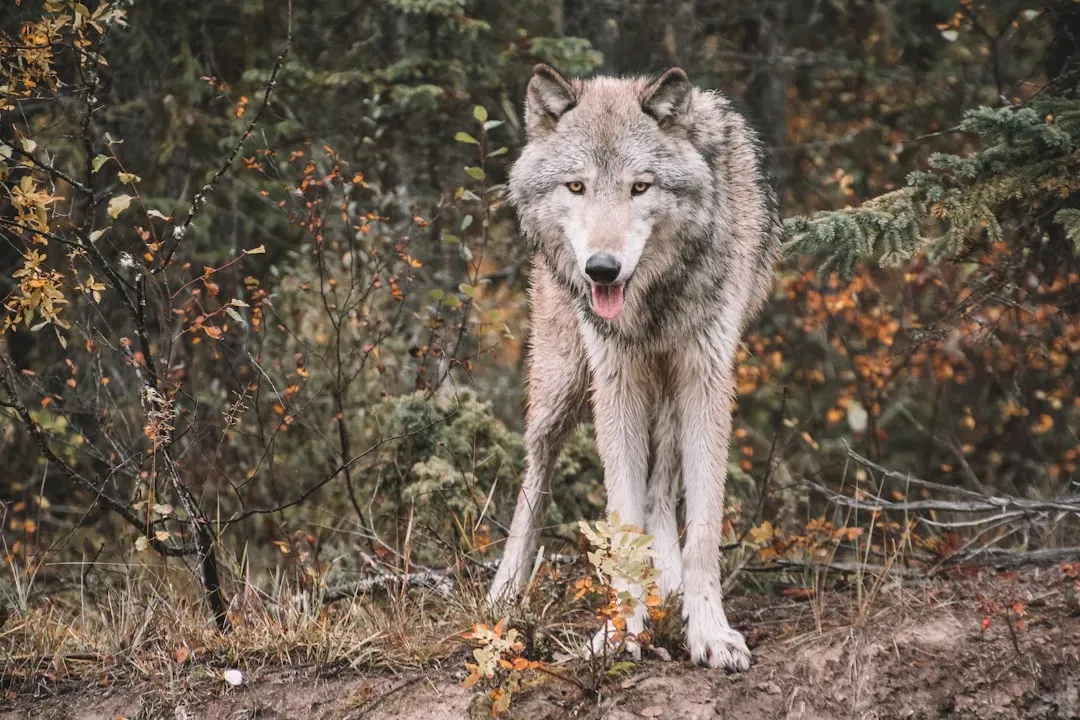 Gray Wolf (Image Credits: Unsplash)