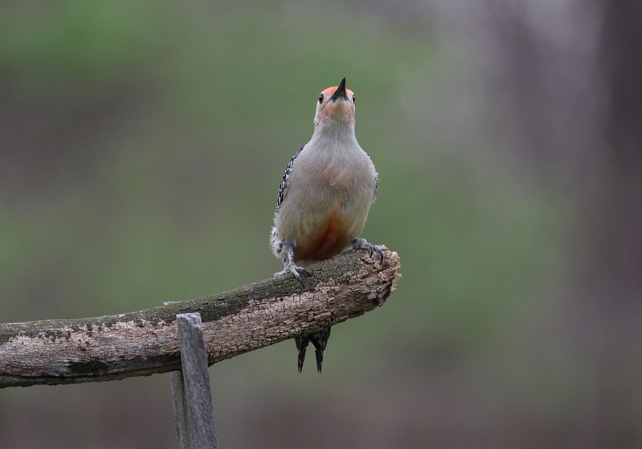 Red-bellied Woodpecker - Drumming Into New Territory (Image Credits: Pixabay)