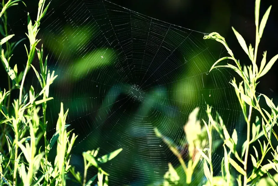 #10 - Spider Webs Reappear Overnight No Matter How Often You Clear Them (Image Credits: Pexels)