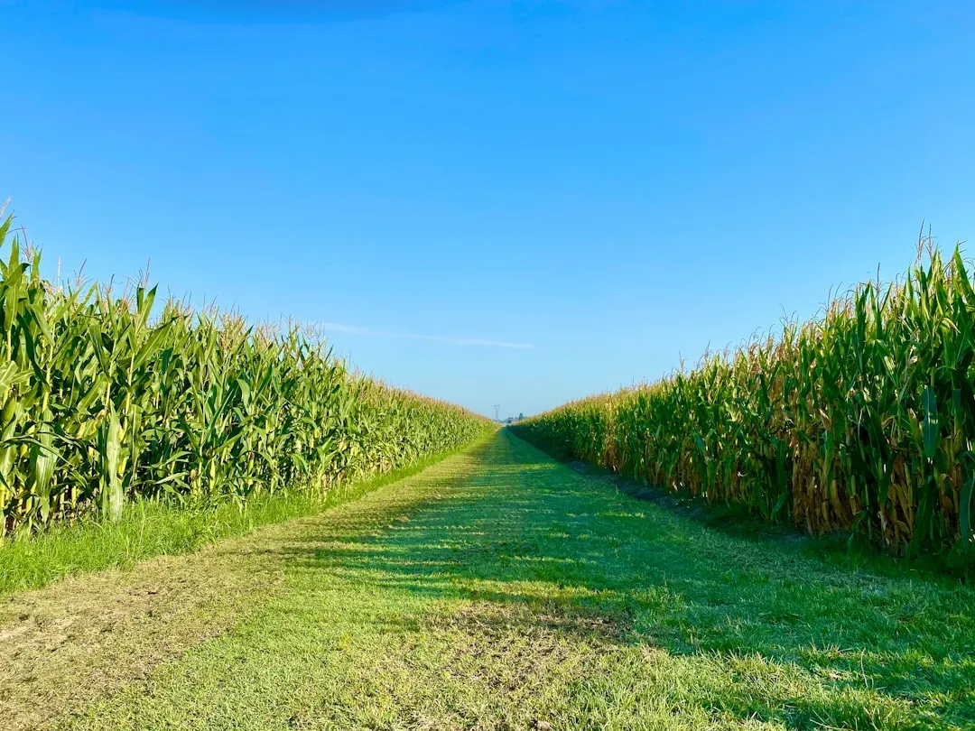 Why Cornfields Are Perfect Places to Spot Fossils (Image Credits: Unsplash)