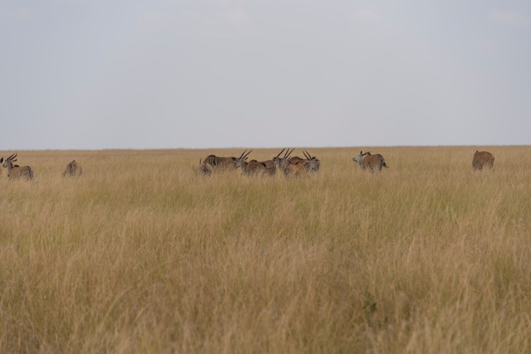 The Great Migration: From Forest to Savannah (Image Credits: Unsplash)