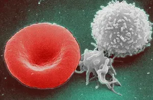 Forty‑Eight Hours Before: The Invisible Immune Switch Flips (By Red_White_Blood_cells.jpg: Electron Microscopy Facility at The National Cancer Institute at Frederick (NCI-Frederick)
derivative work: WhatamIdoing (talk), Public domain)