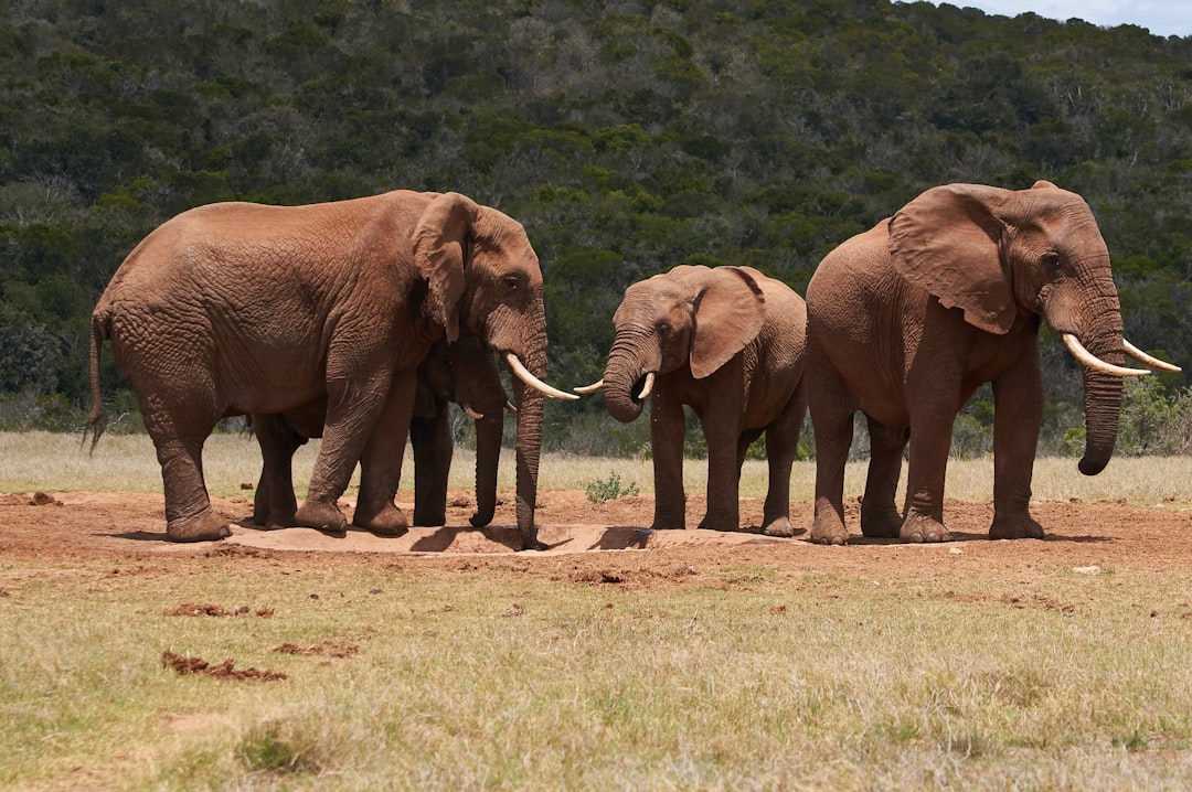 Elephants: Libra's Gentle Giants (Image Credits: Unsplash)