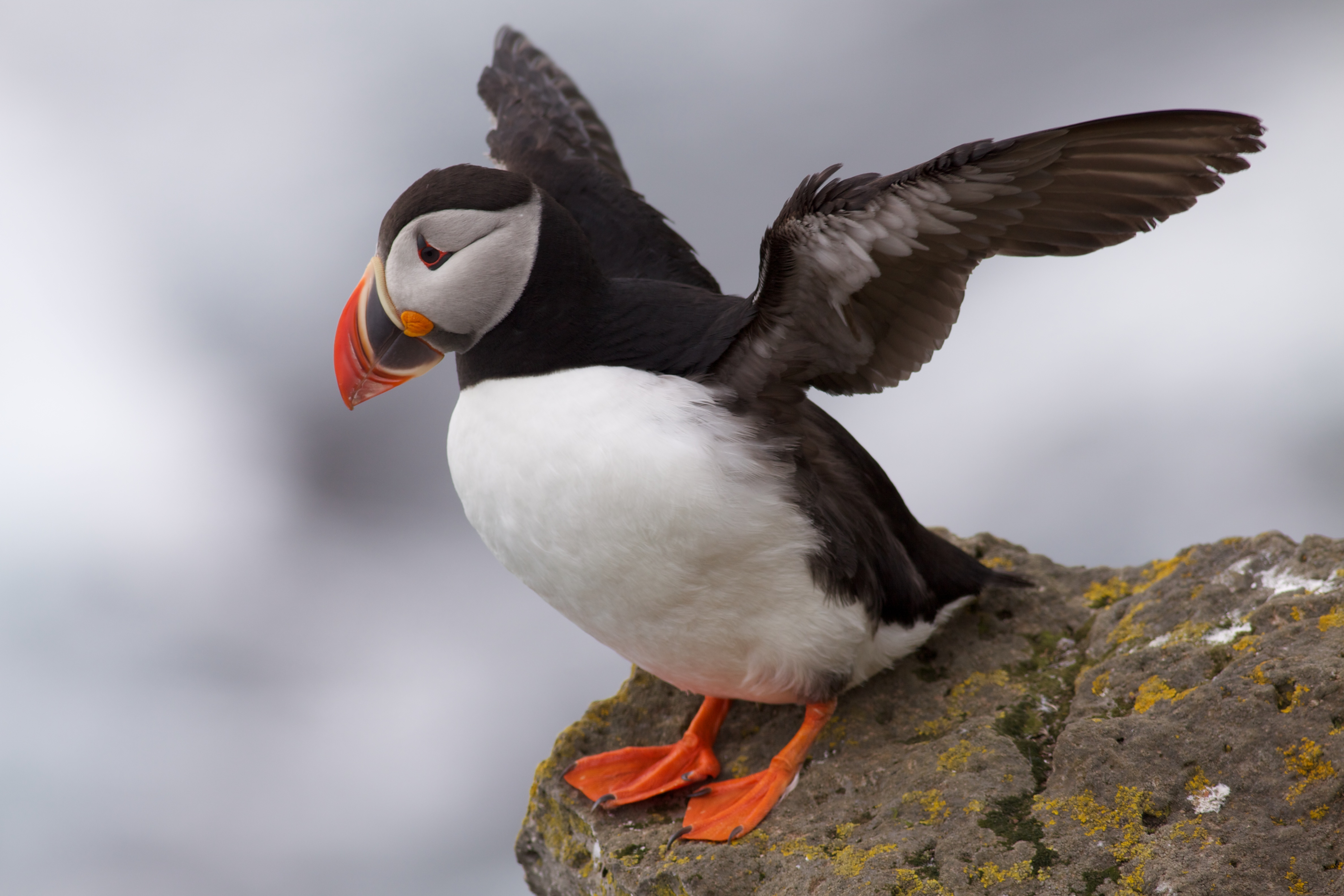 From Near Collapse to a Chorus of Wings (Image Credits: Wikimedia)