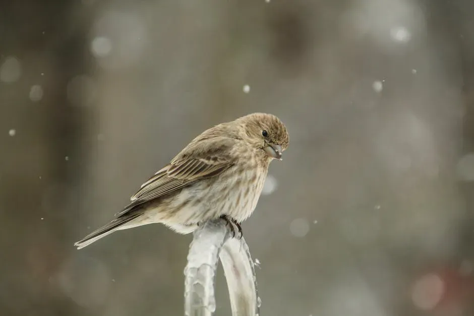 6. They’re Surprisingly Tough for Such Small Birds (Image Credits: Pexels)