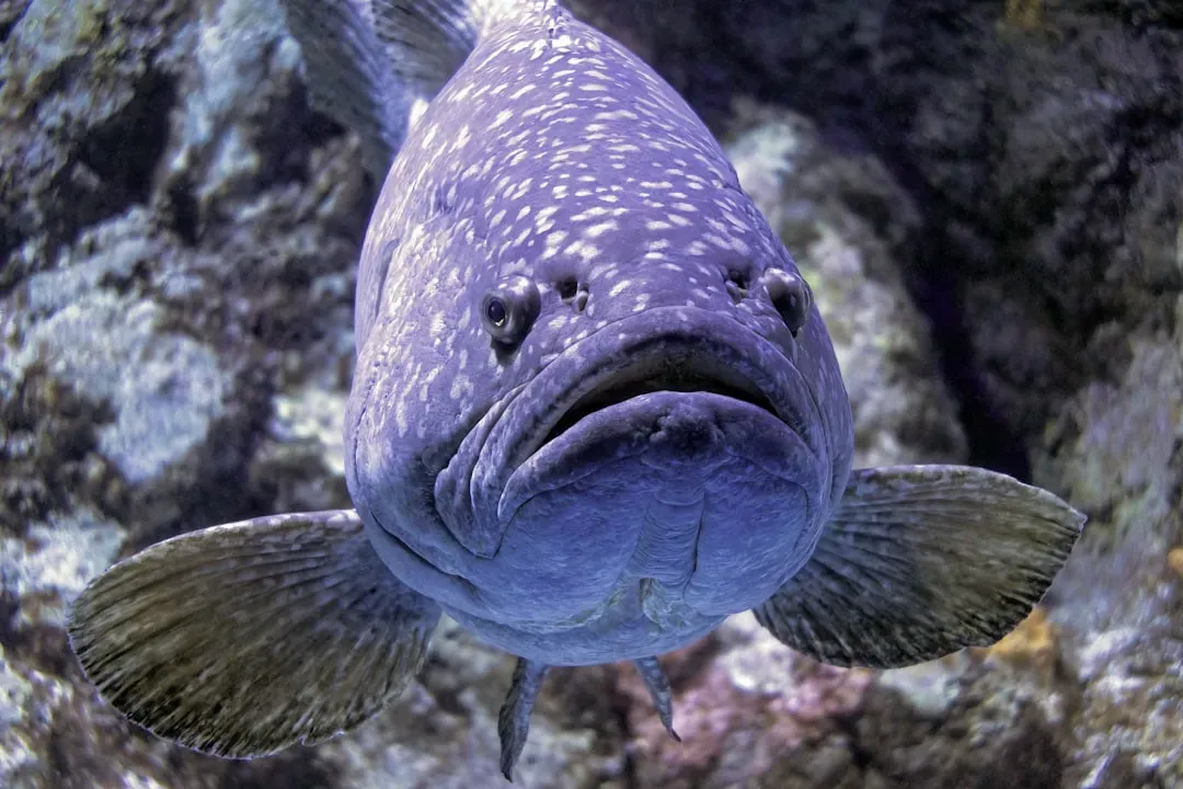 Grouper Dynasties: From Modest Females to Reef Kings (Image Credits: Unsplash)