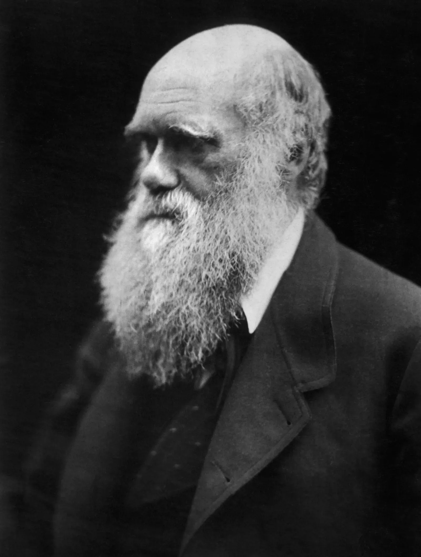 2. Evolution by Natural Selection (By Julia Margaret Cameron, Public domain)