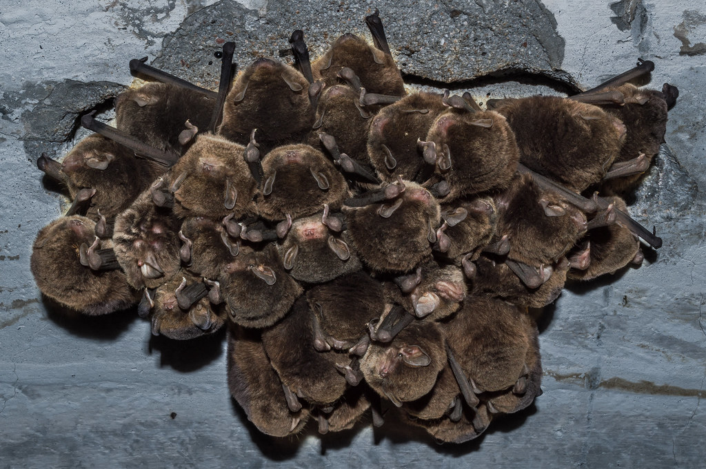 Advanced Technology Protects Underground Habitats (Image Credits: Flickr)
