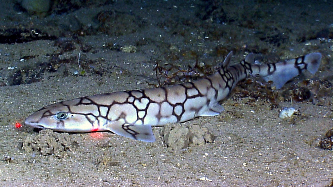 The Aries Fire: Chain Catshark (Image Credits: Wikimedia)