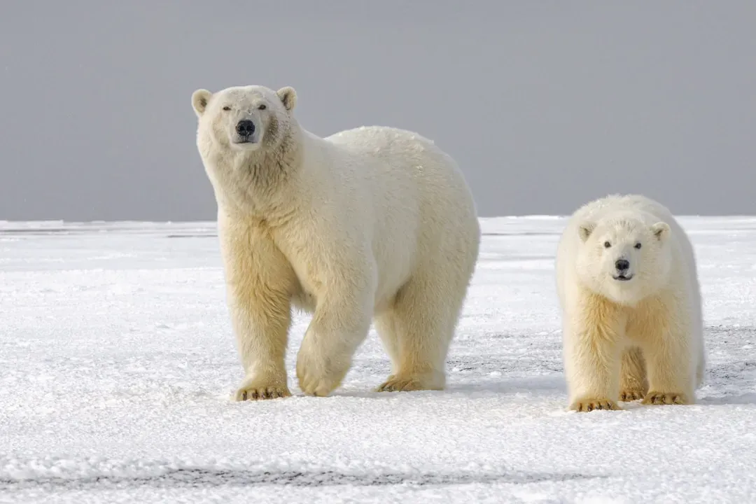 #4 Polar Bear – Capricorn Ambition at the Edge of the World (Image Credits: Unsplash)