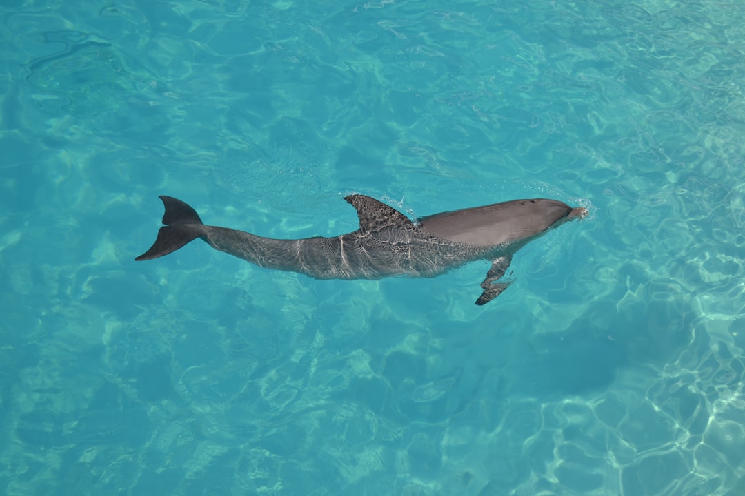 The Graceful Dolphin - Water's Intelligent Flow (Image Credits: Unsplash)