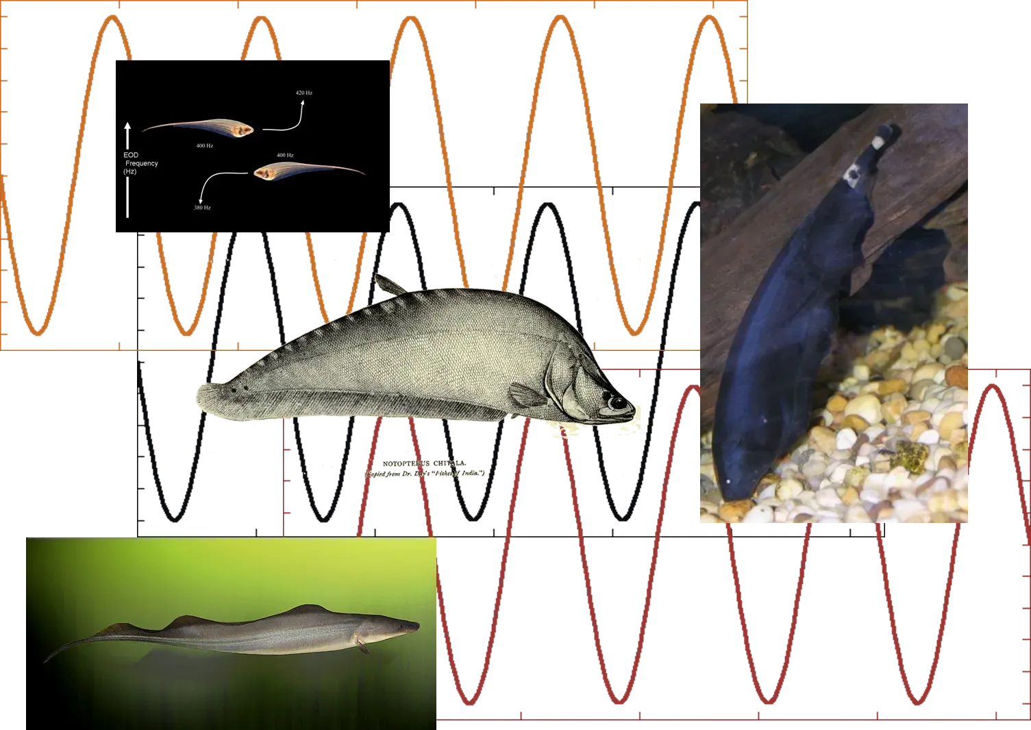 Electric Fish and Catheter Navigation (Image Credits: Wikimedia)