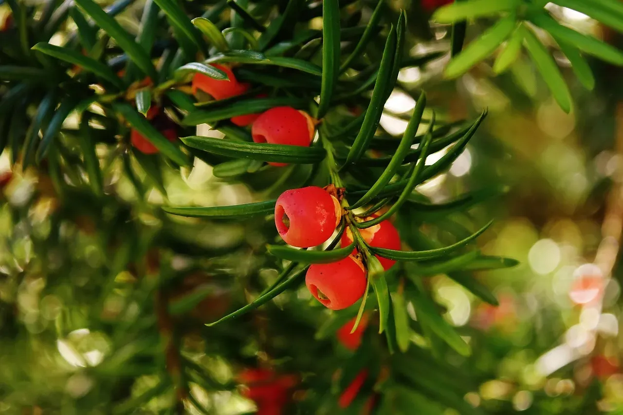 Yew Trees: Deadly Poison Turned Life‑Saving Medicine (Image Credits: Pixabay)