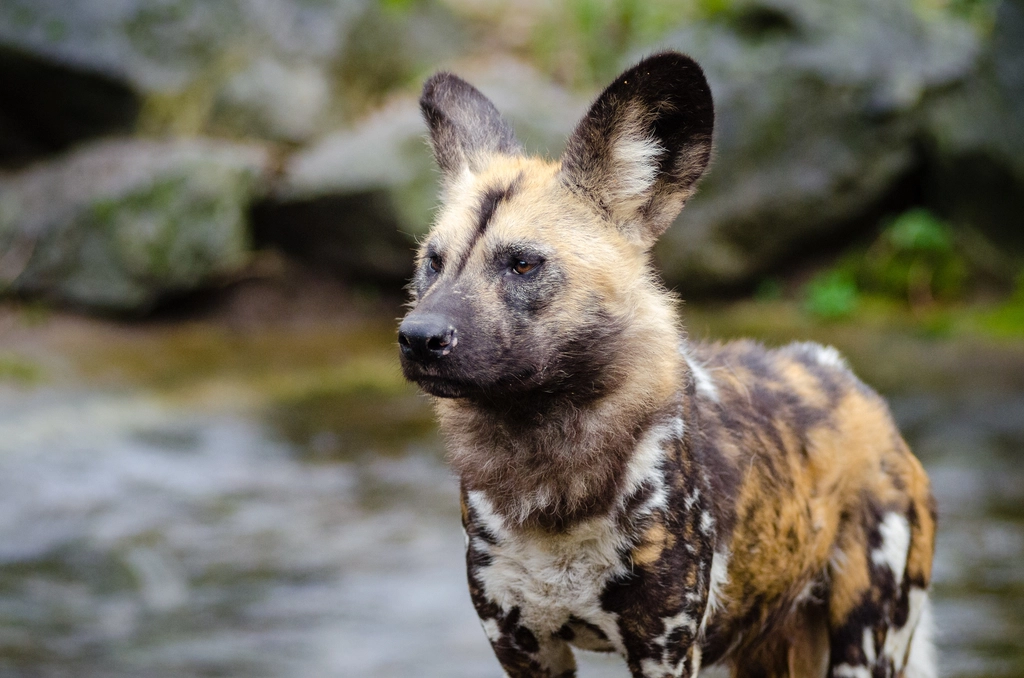 African Wild Dog: The Painted Marathoner (Image Credits: Rawpixel)