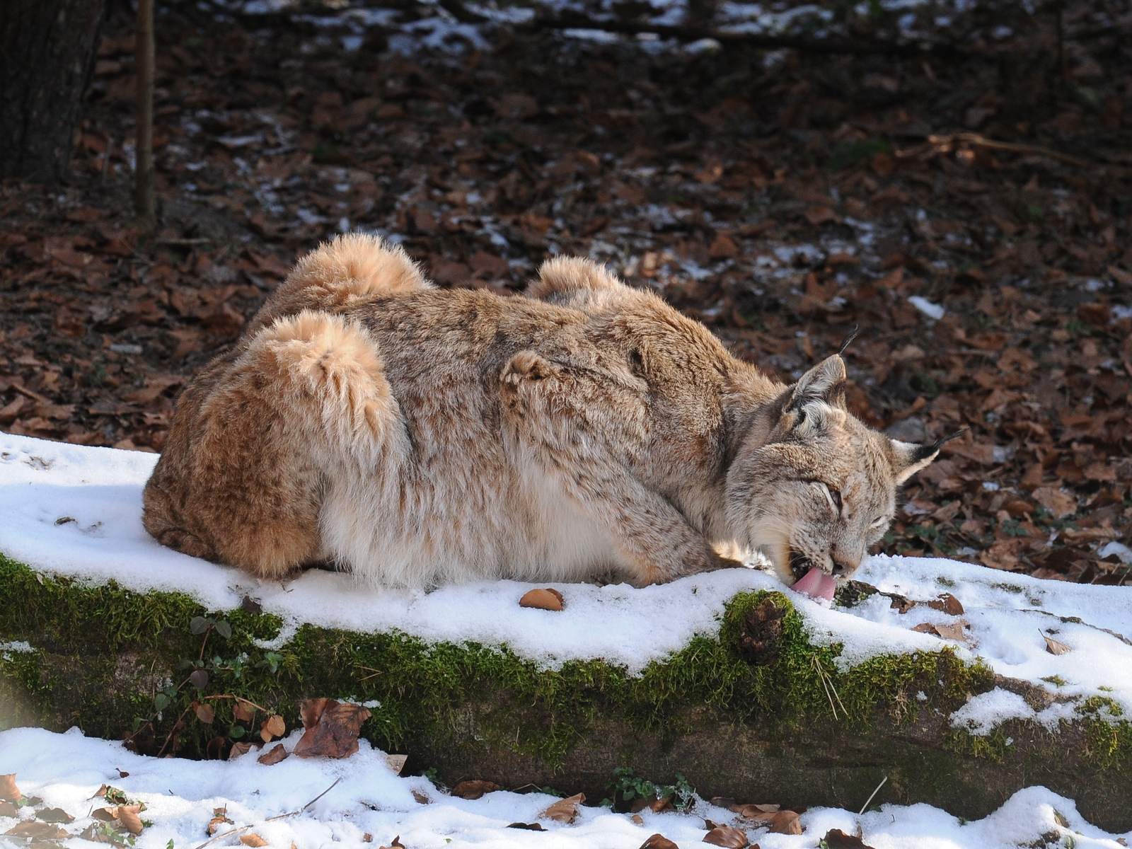 3. Siberian Lynx: The Deceptively Large Feline Giant (Image Credits: Wikimedia)