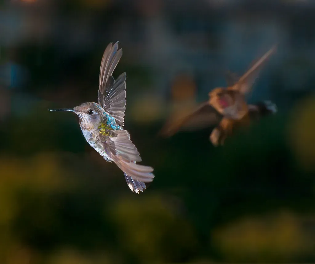 2. Abrupt Drop in Aerial Play and Chasing (StoneWolfPhoto, Flickr, CC BY 2.0)