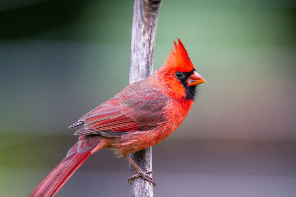 Libra: The North Carolina Cardinal (Image Credits: Stocksnap)