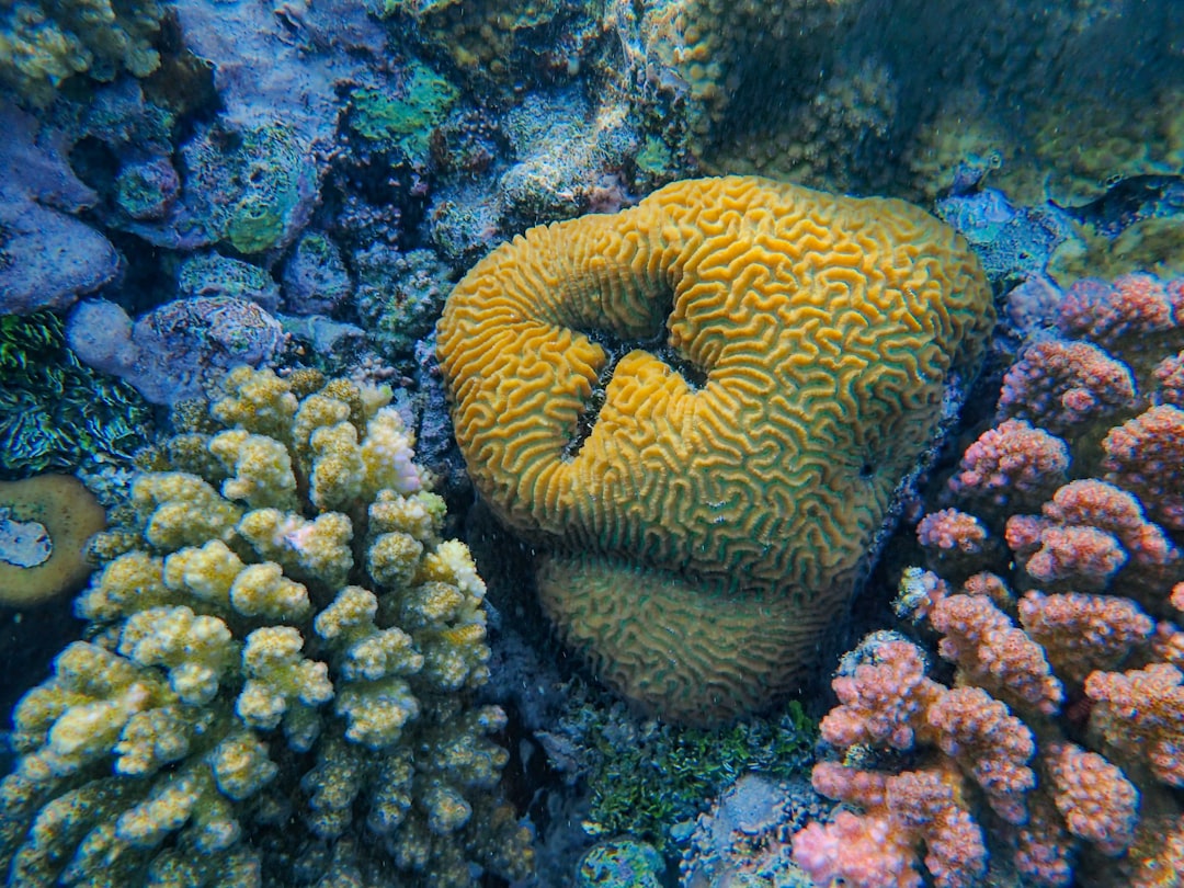 The Hidden Clues: When Reefs Speak in Sound (Image Credits: Unsplash)