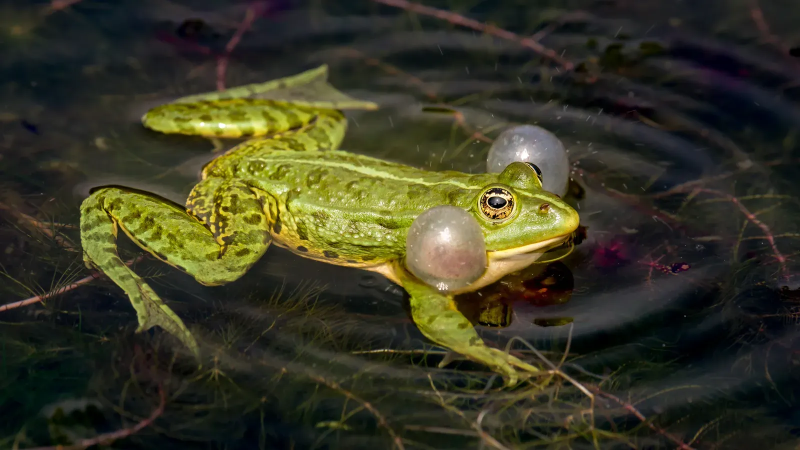 How cutaneous respiration actually moves oxygen into the body (Frog (Pelophylax kl. esculentus), CC BY 2.0)