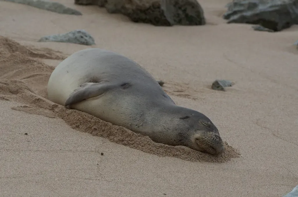 Hawaiian Monk Seal – A Survivor Surrounded by Plastic and Warming Seas (Image Credits: Flickr)