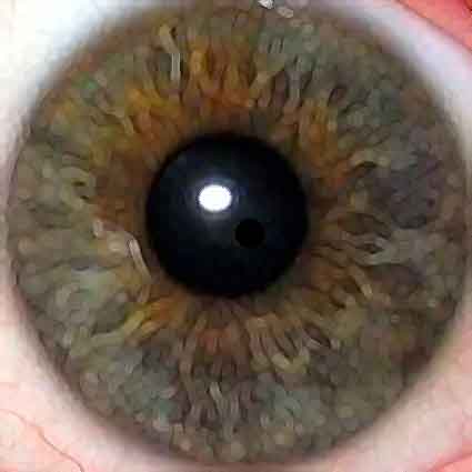 Your Eye Color Is More Unique Than Your Fingerprint (Image Credits: Wikimedia)