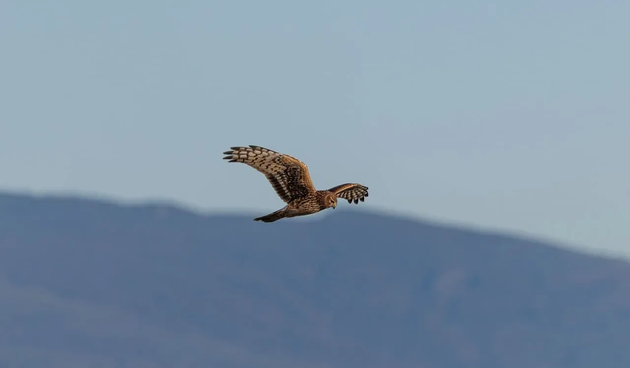 Seeing a Hawk as a Reminder of Perspective (Image Credits: Pixabay)