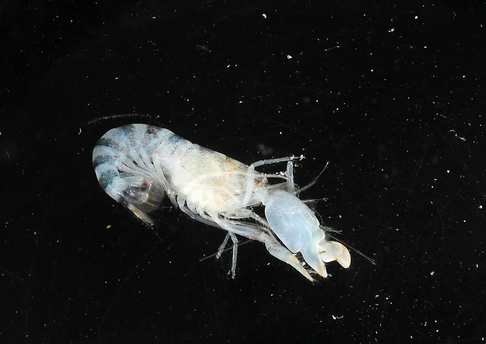 Pistol Shrimp Creating Underwater Explosions (Image Credits: Wikimedia)