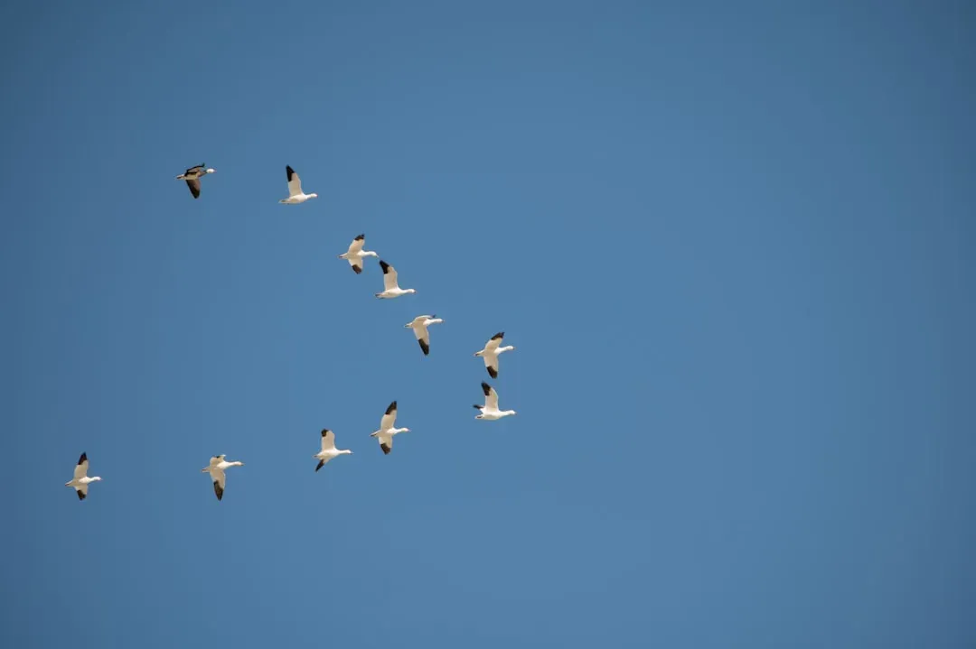 Bird Migration: Nature's Most Watched Annual Event (Image Credits: Unsplash)