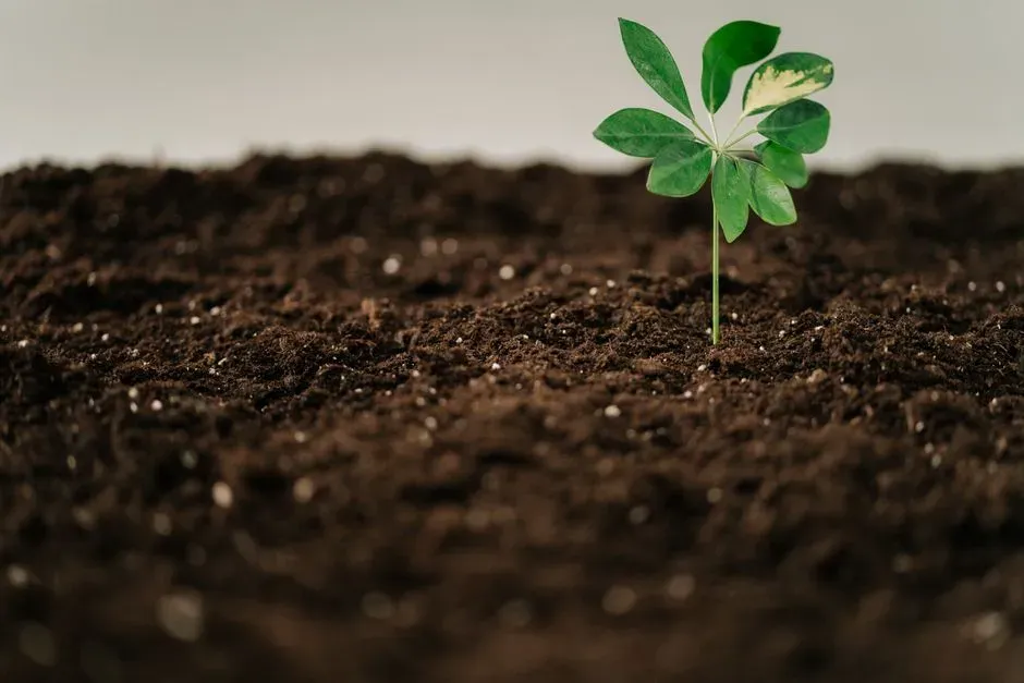 #13 - Phosphorus Lockup Sabotages Root Development (Image Credits: Pexels)