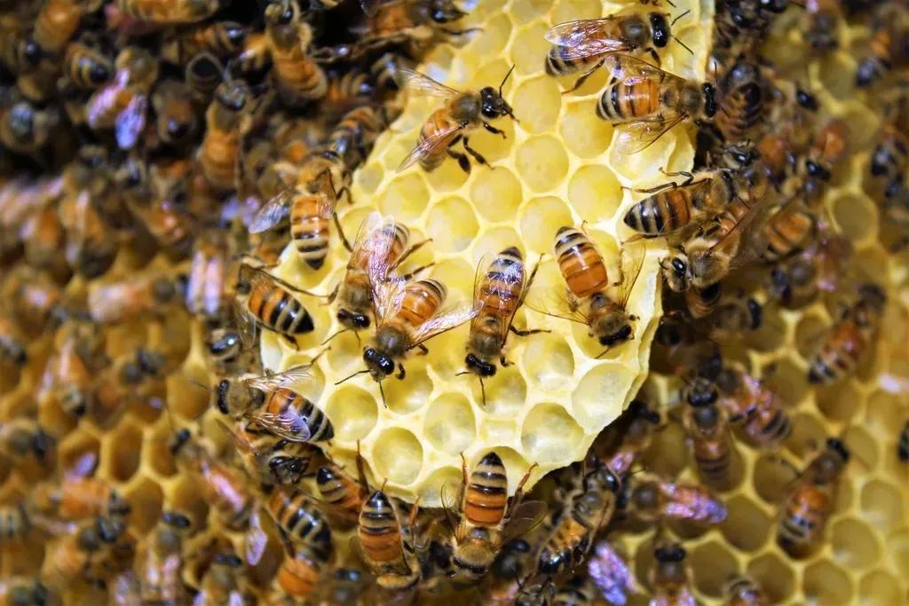 Inside the Comb: Surprising Behaviors the Cameras Finally Revealed (Image Credits: Rawpixel)
