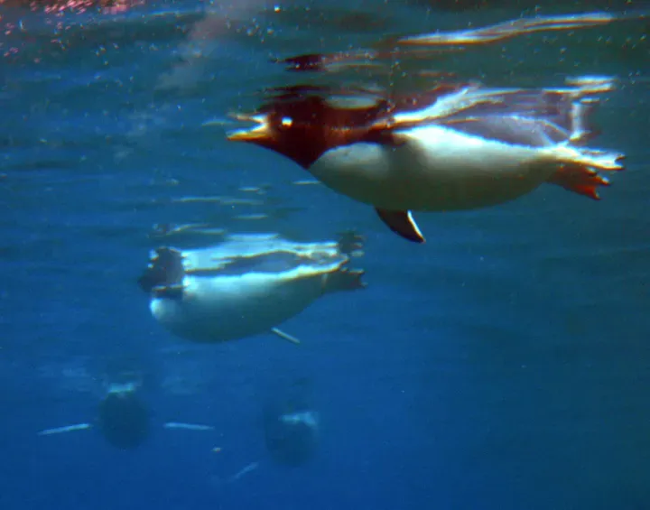 1. Penguins See Underwater Like They Are Wearing Built‑In Goggles (Transferred from en.wikipedia to Commons., CC BY-SA 3.0)