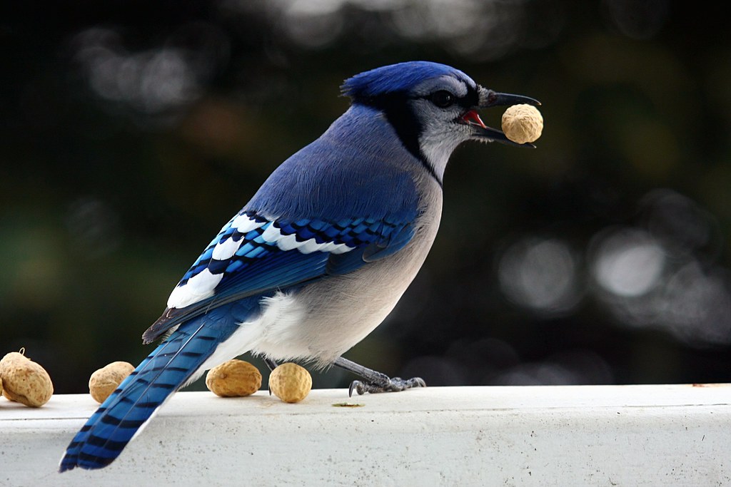 Blue Jay - The Adaptable Opportunist (Image Credits: Flickr)
