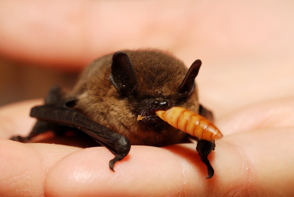 Ecological Impact and Importance (Image Credits: Flickr)