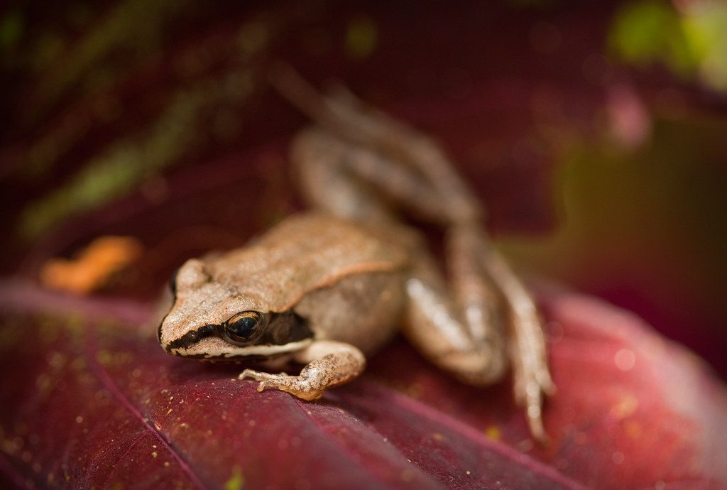The Wood Frog's Freeze-and-Thaw Resurrection (Image Credits: Flickr)