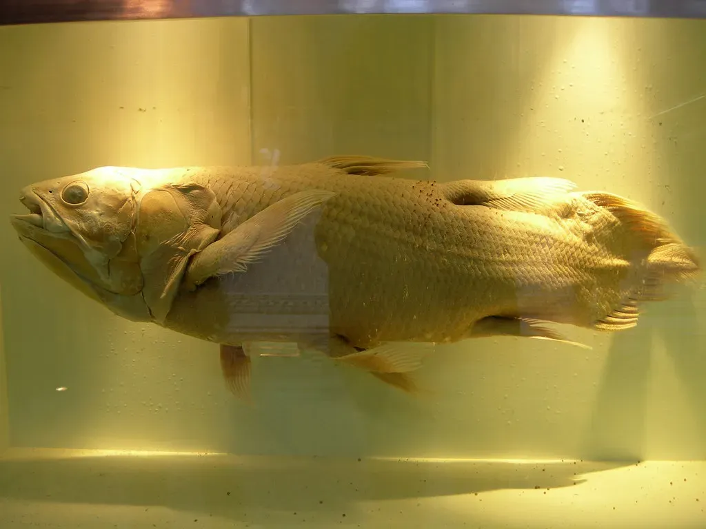 #12 - Coelacanths: The "Living Fossils" That Never Actually Left (Lars Plougmann, Flickr, CC BY-SA 2.0)