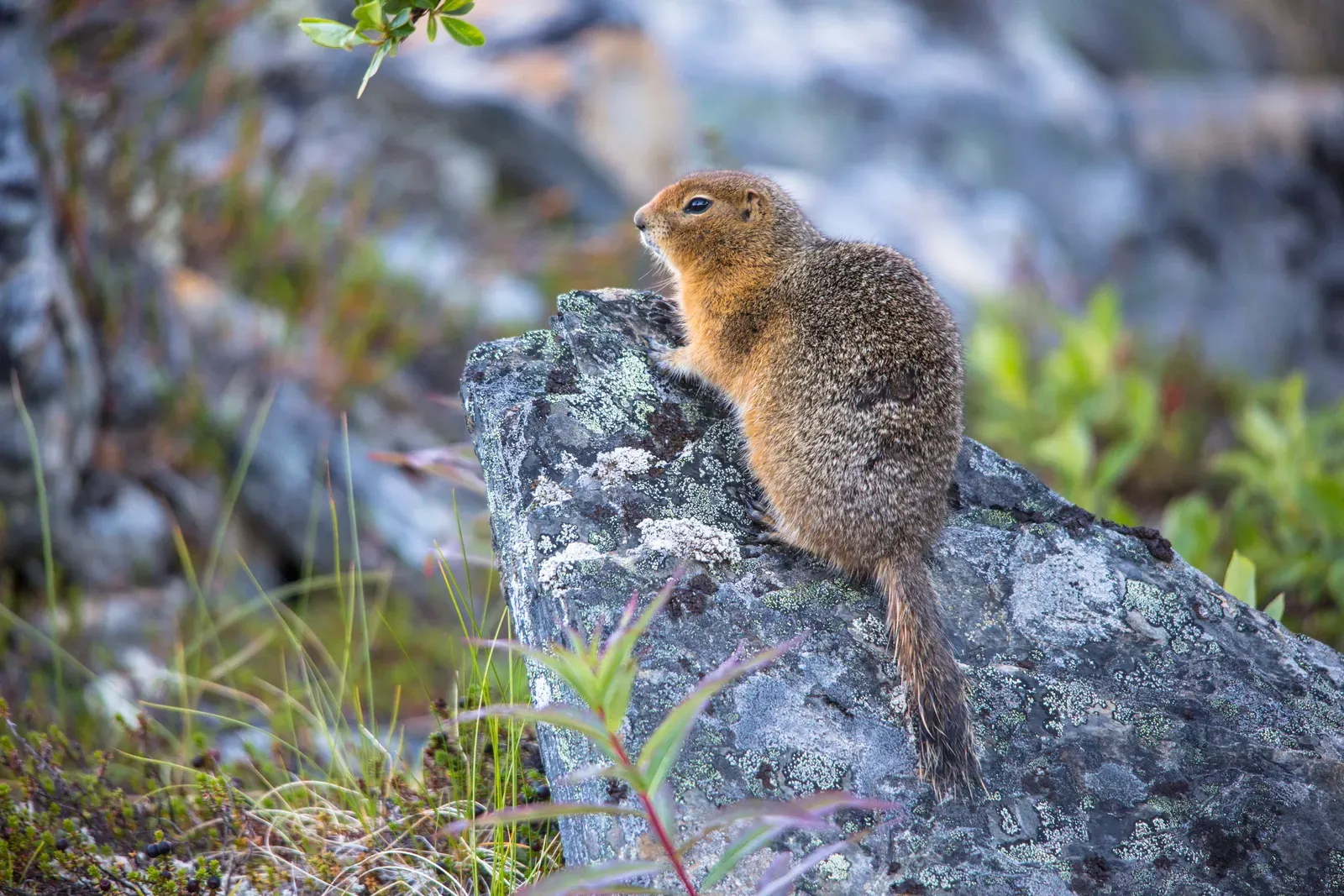 Arctic Ground Squirrels: Freezing From the Inside Out (Image Credits: Wikimedia)