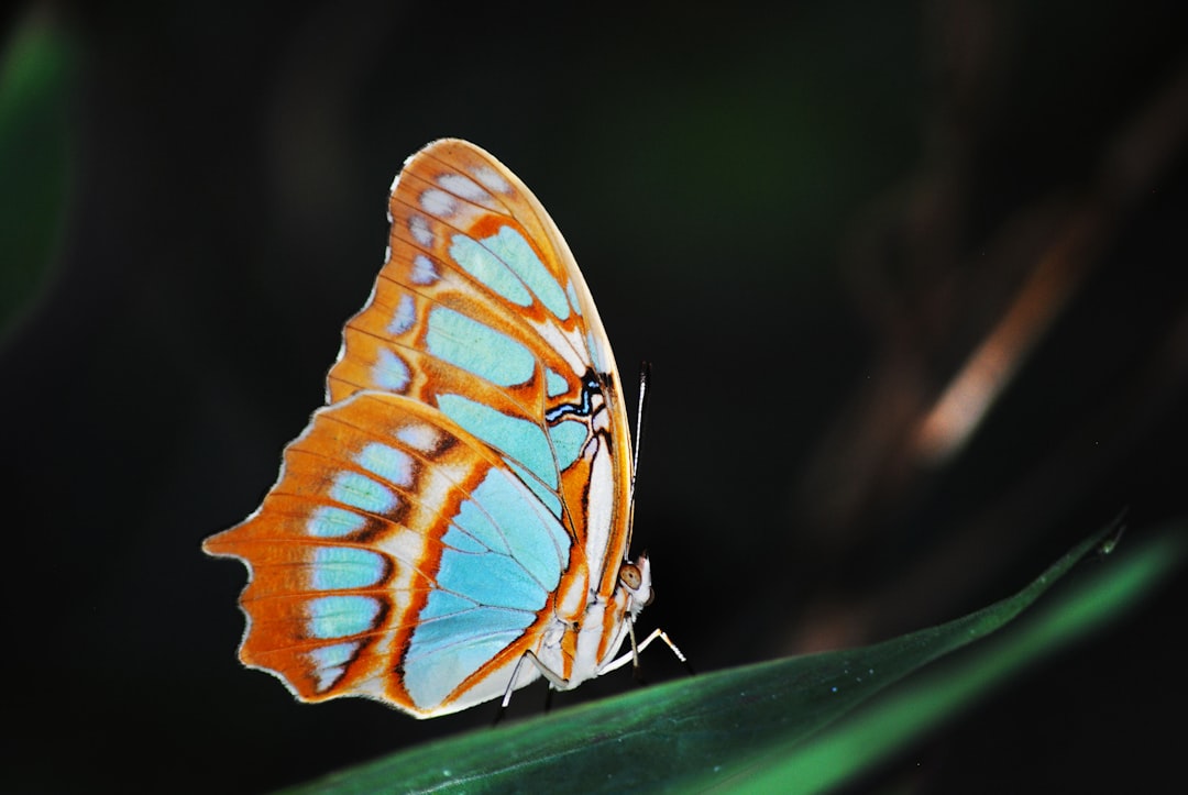 Nature’s Structural Colors Beat Pigment at Its Own Game (Image Credits: Unsplash)