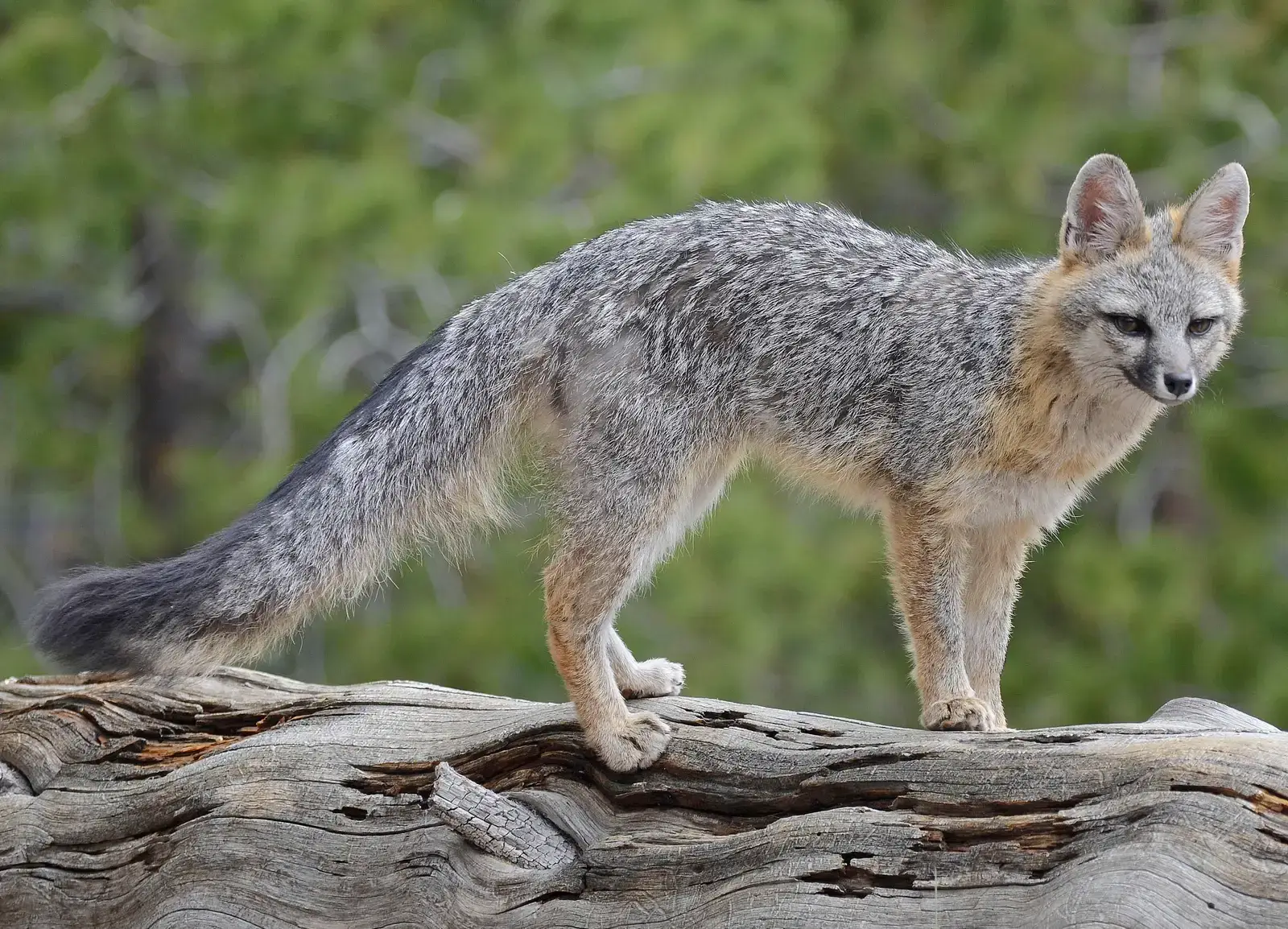 #4 - The Cozumel Dwarf Fox: Presumed Gone, Then Caught Near a Highway (By VJAnderson, CC BY-SA 4.0)