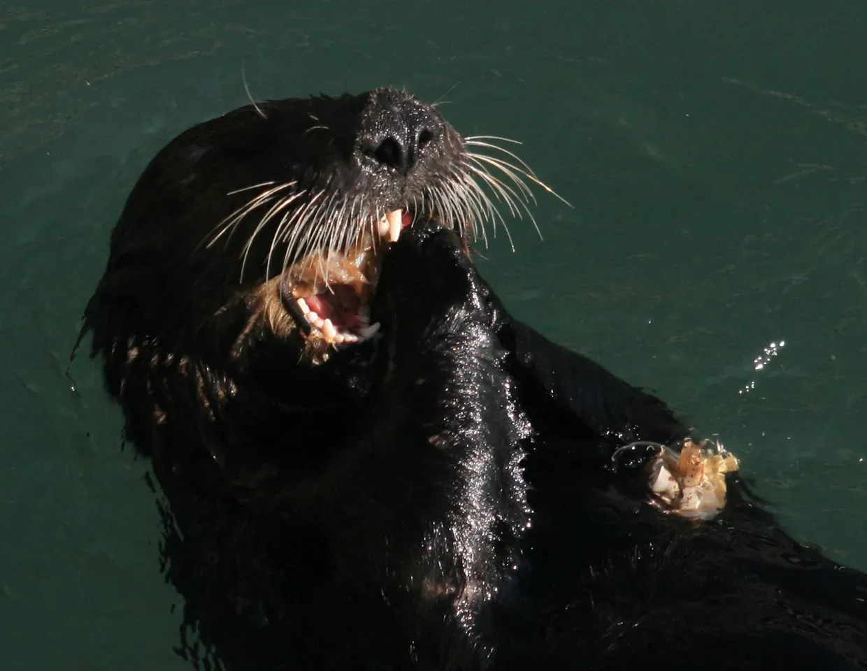The Sea Urchin Problem: How Otters Stop an Underwater Takeover (I created this work entirely by myself.Transferred from en.wikipedia, CC BY-SA 3.0)