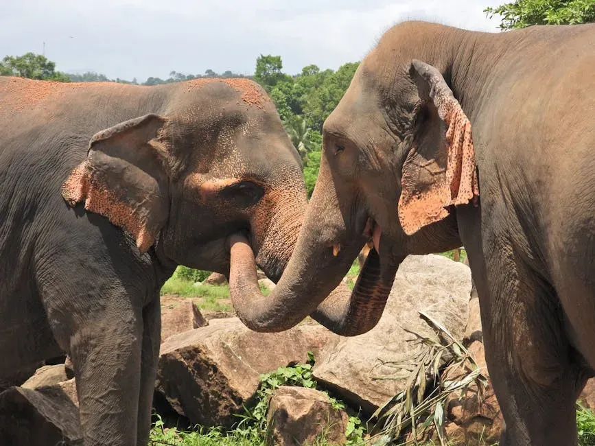 1. Elephants and Their Underground Phone Network (Image Credits: Pexels)